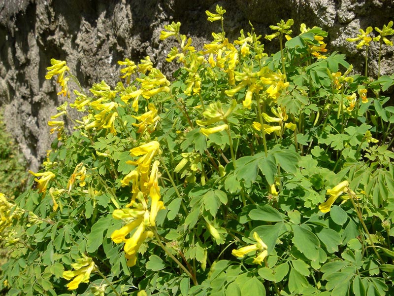 Pseudofumaria lutea photo